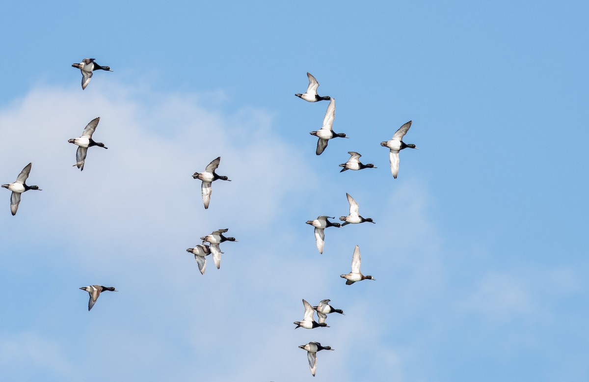Lesser Scaup - ML630053872