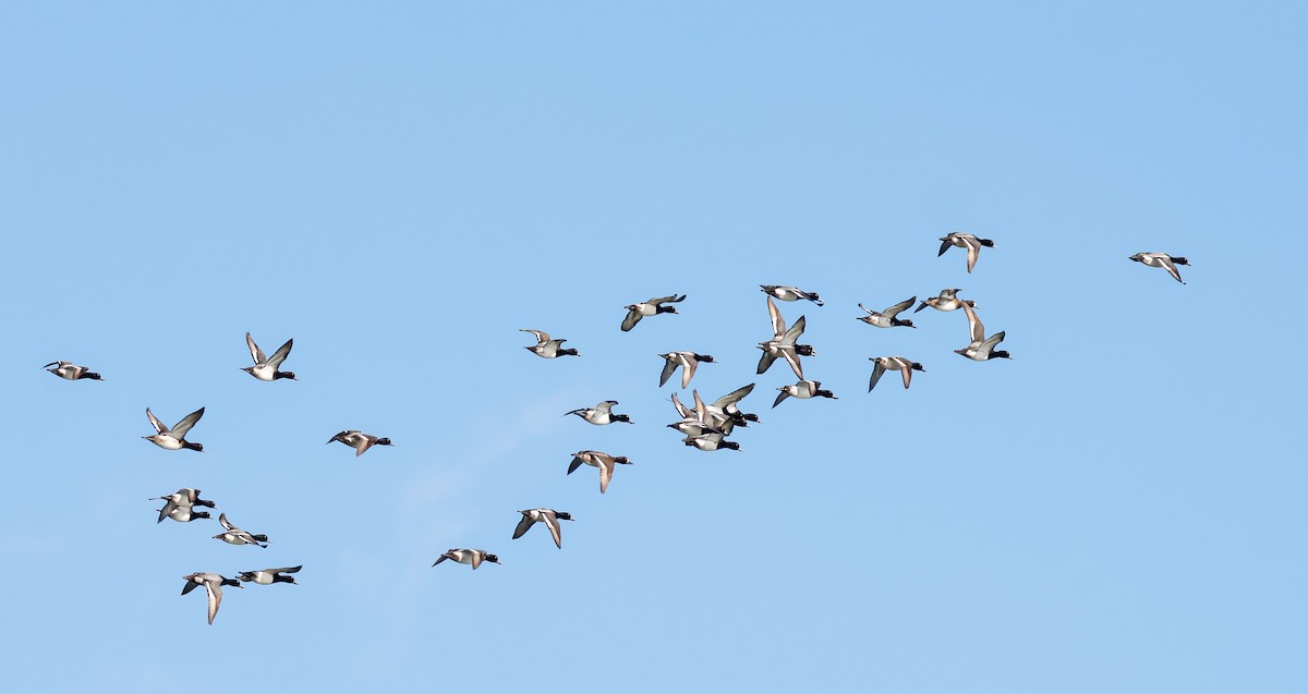 Lesser Scaup - ML630053954