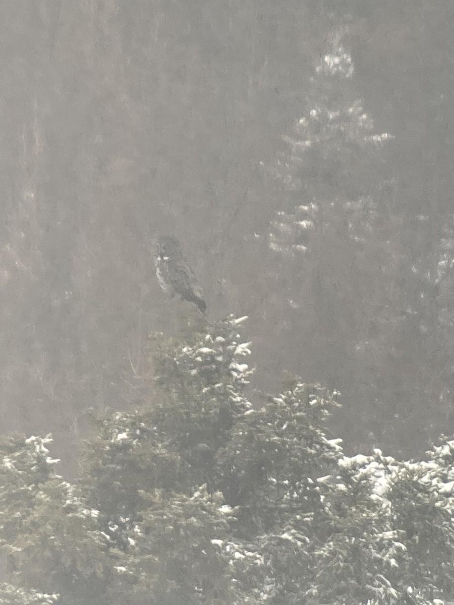 Great Gray Owl - ML630053962