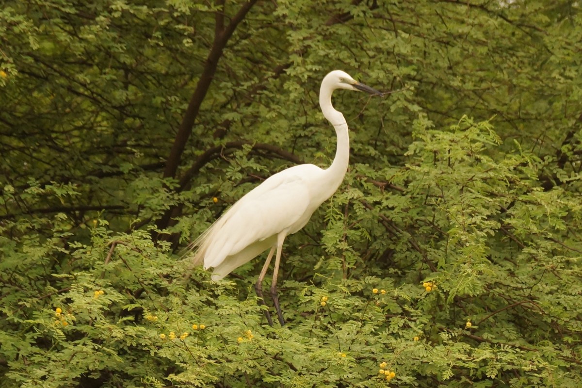 Great Egret - ML630054019