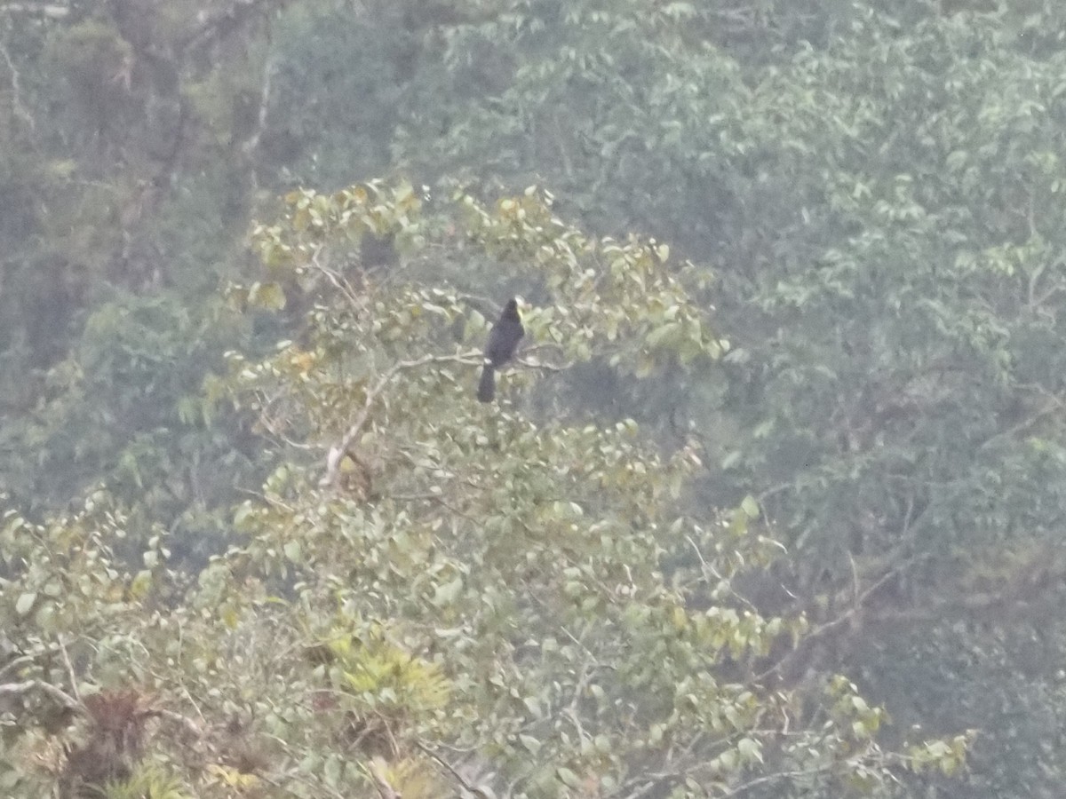 Keel-billed Toucan - ML630054021
