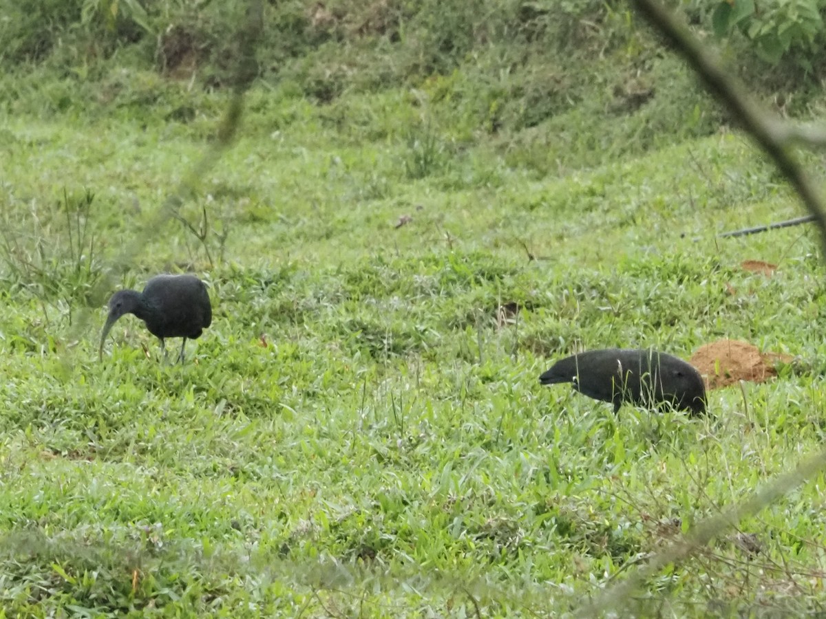 Green Ibis - ML630054028