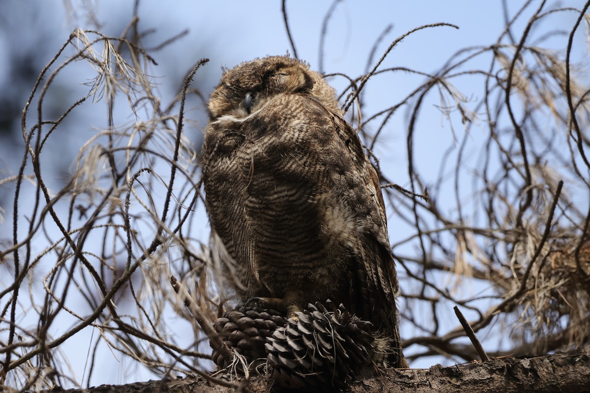 Lesser Horned Owl - ML630054073
