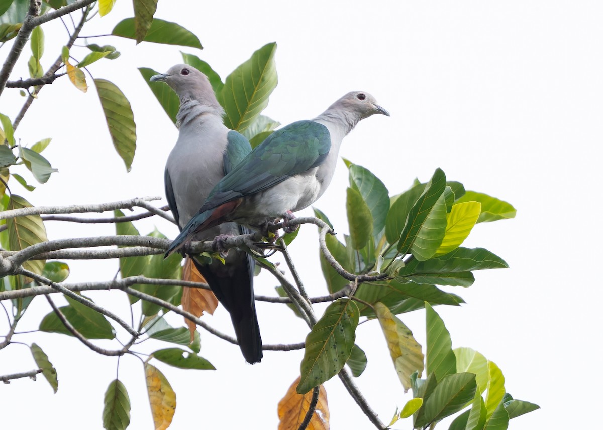 Green Imperial-Pigeon (Green) - ML630054241
