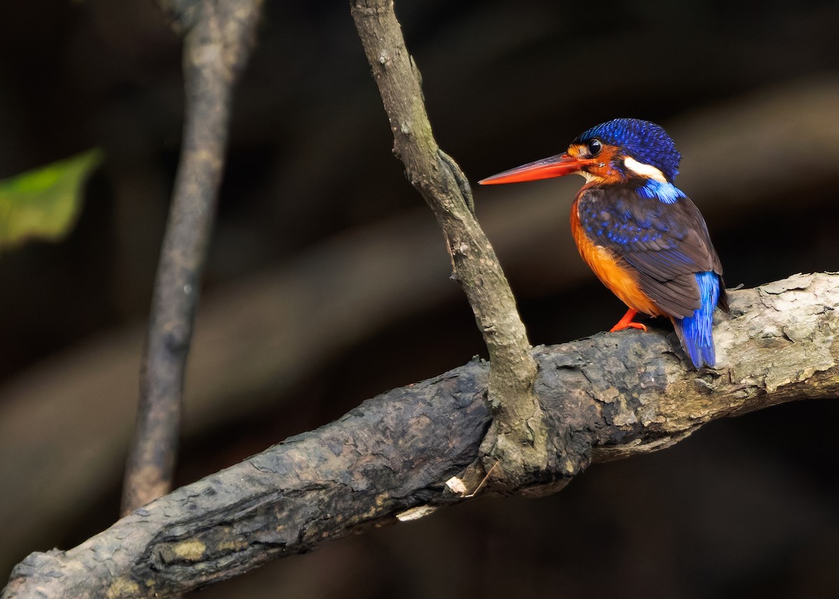 Blue-eared Kingfisher - ML630054296