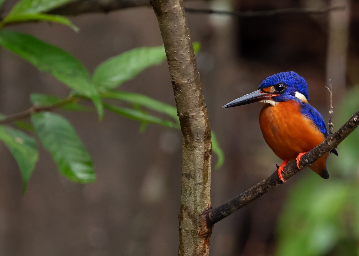 Blue-eared Kingfisher - ML630054297