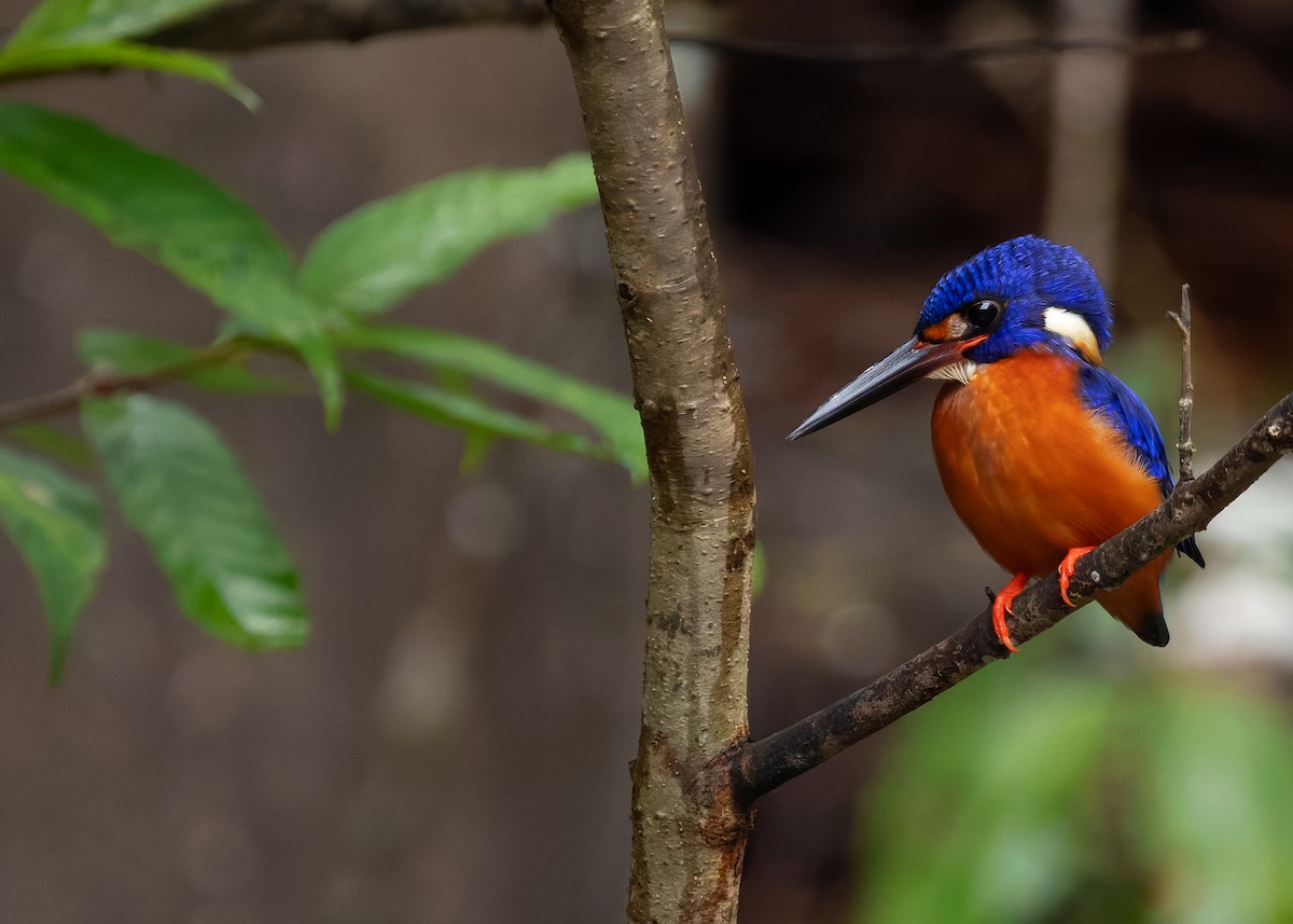 Blue-eared Kingfisher - ML630054299