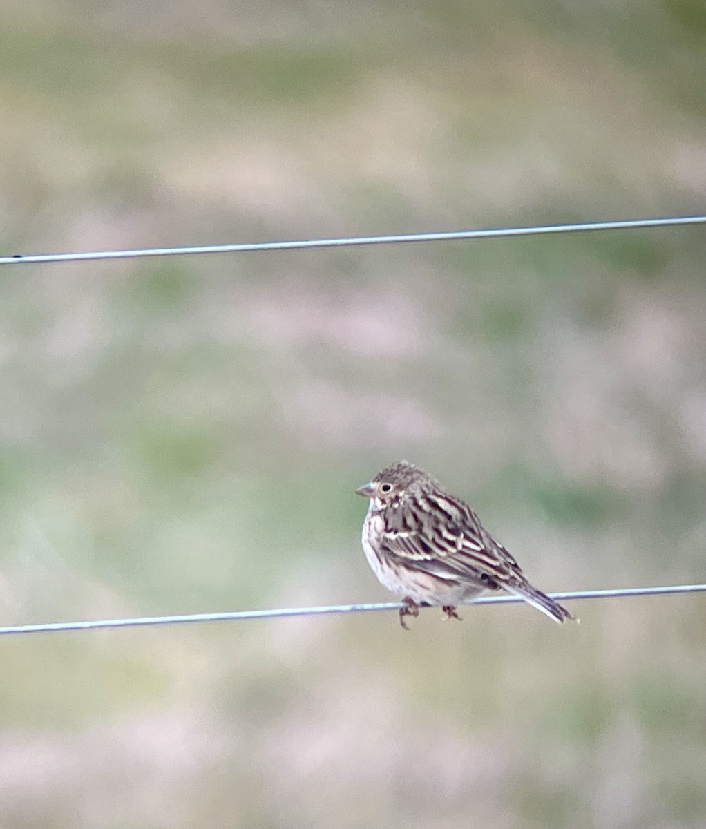 Vesper Sparrow - ML630054424
