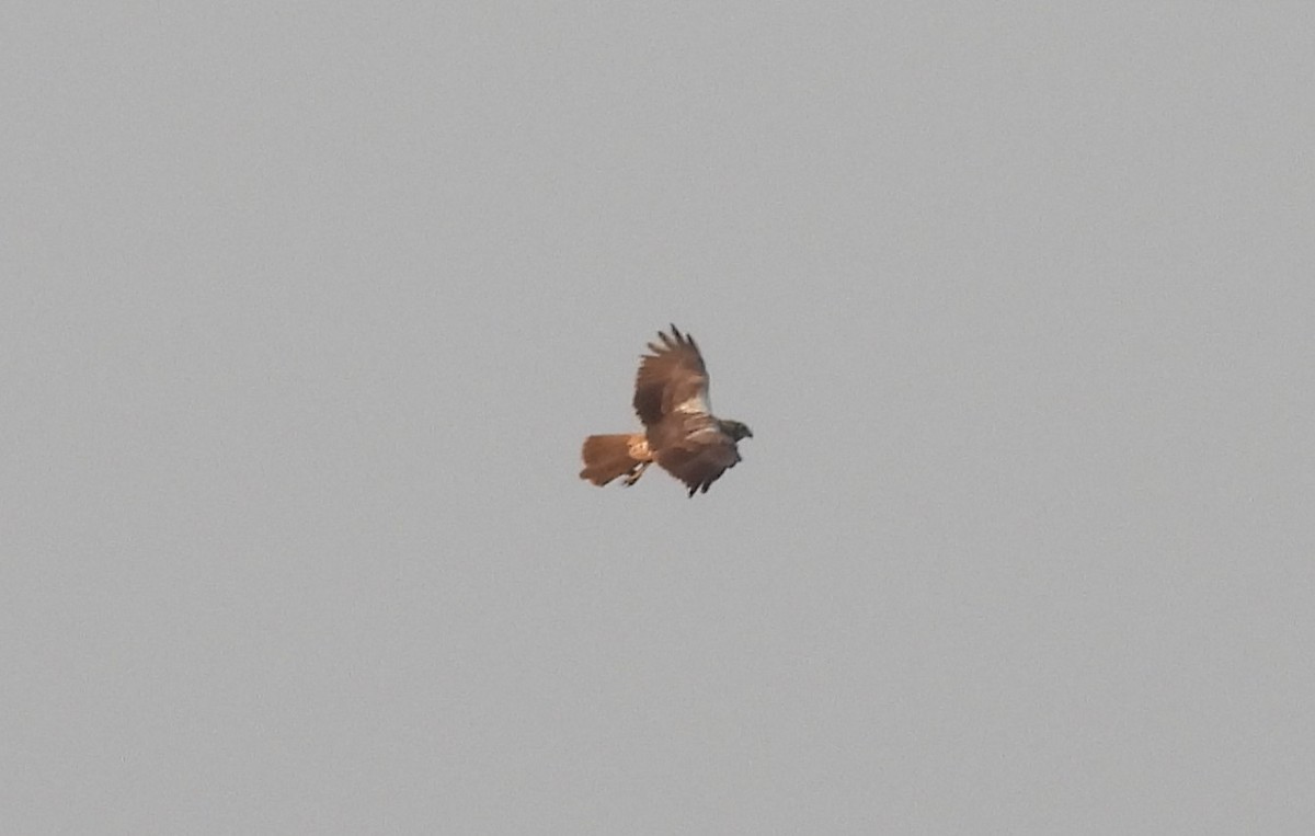 Eastern Marsh Harrier - ML630054586