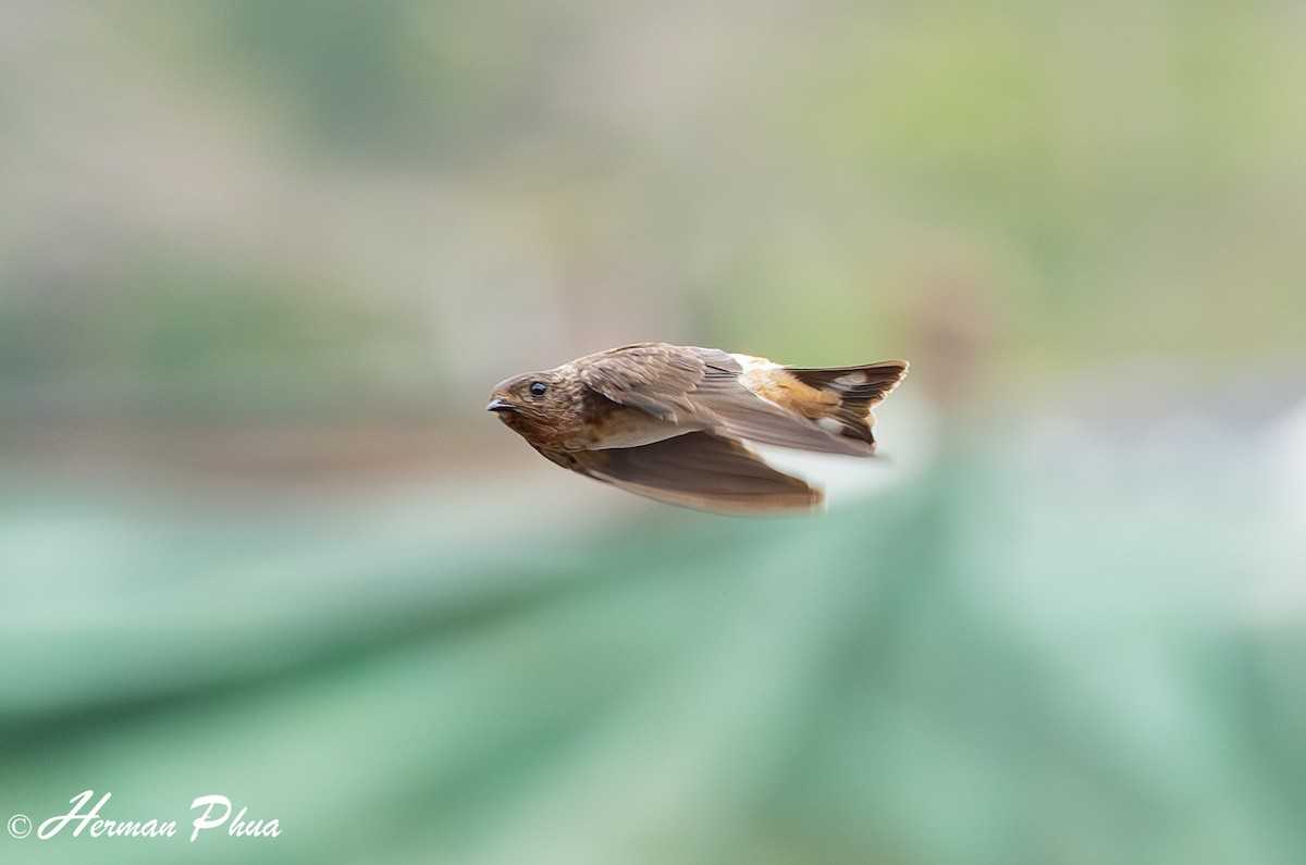 Red-throated Swallow - ML630054587