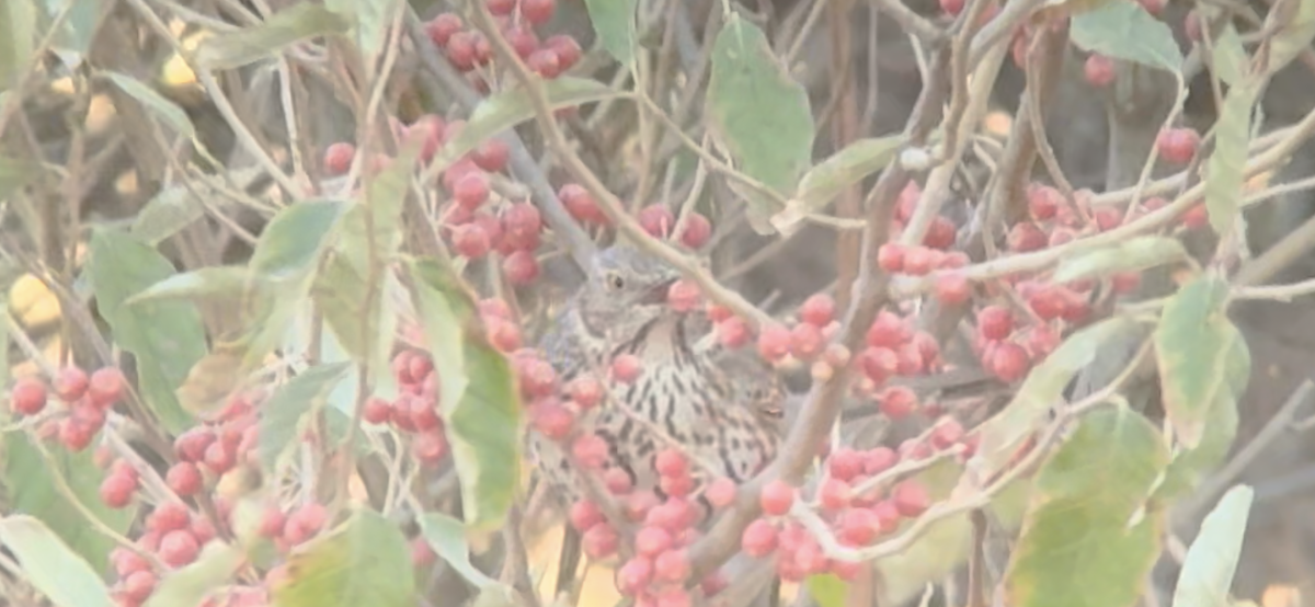 drozdec horský - ML630054667