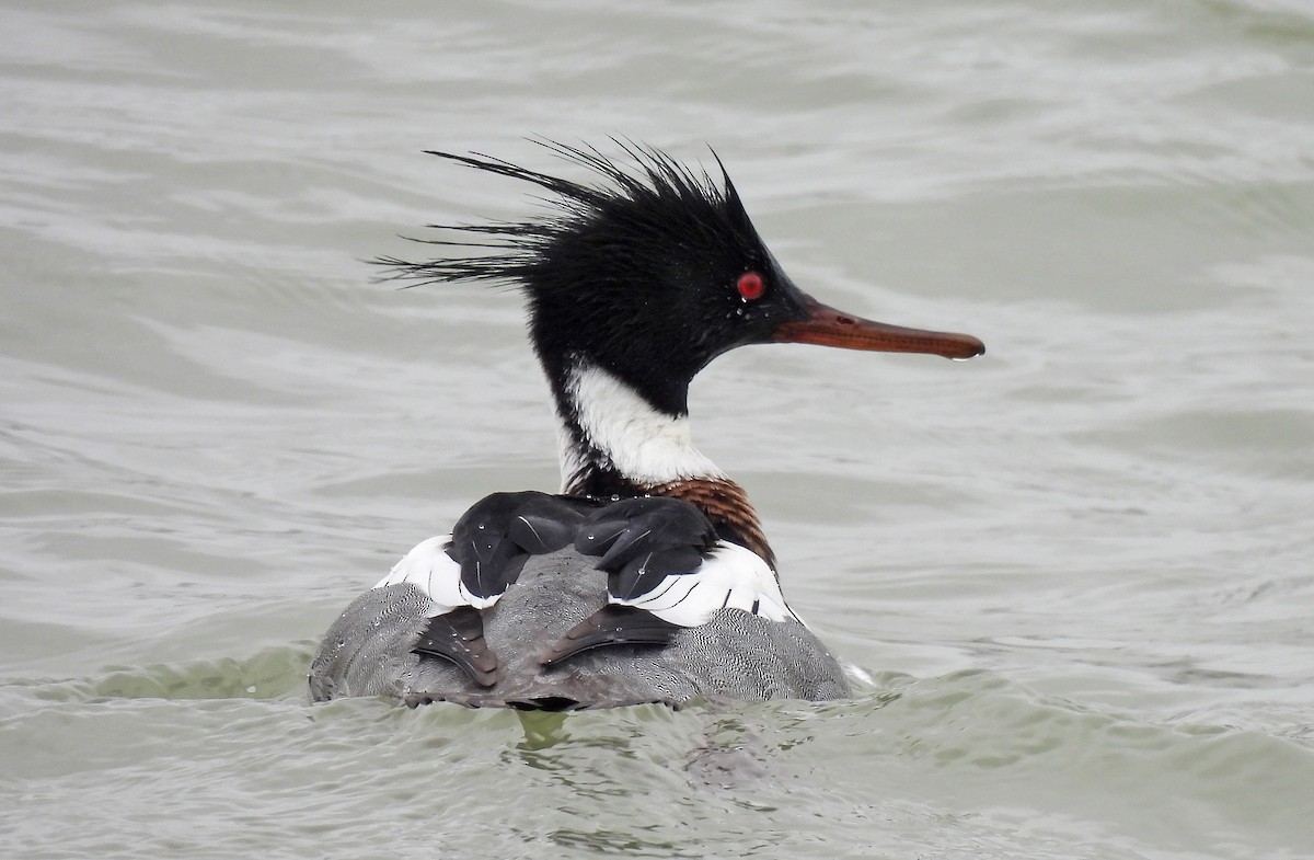 Red-breasted Merganser - ML630054868