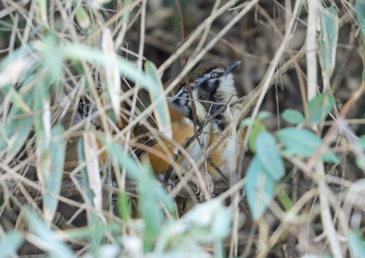 Lesser Necklaced Laughingthrush - ML630055074