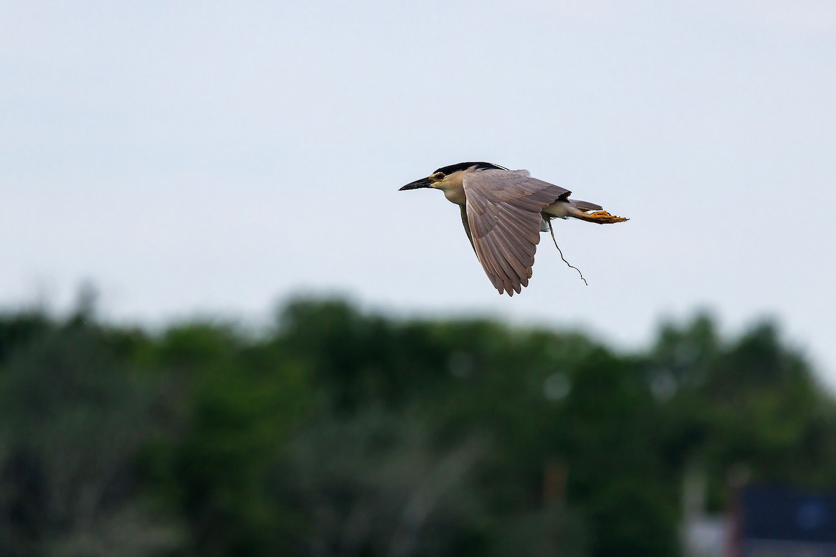 Black-crowned Night Heron - ML630055115