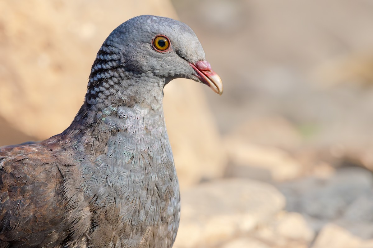Nilgiri Wood-Pigeon - ML630055172