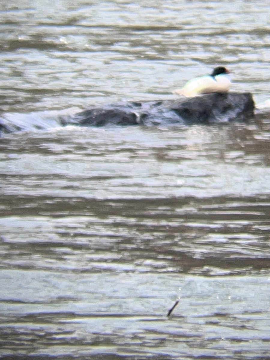 Common Merganser - ML630055305