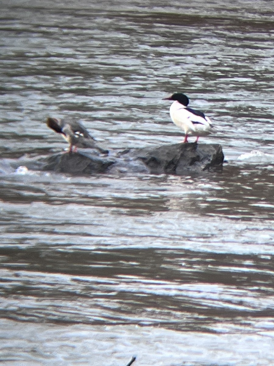 Common Merganser - ML630055306