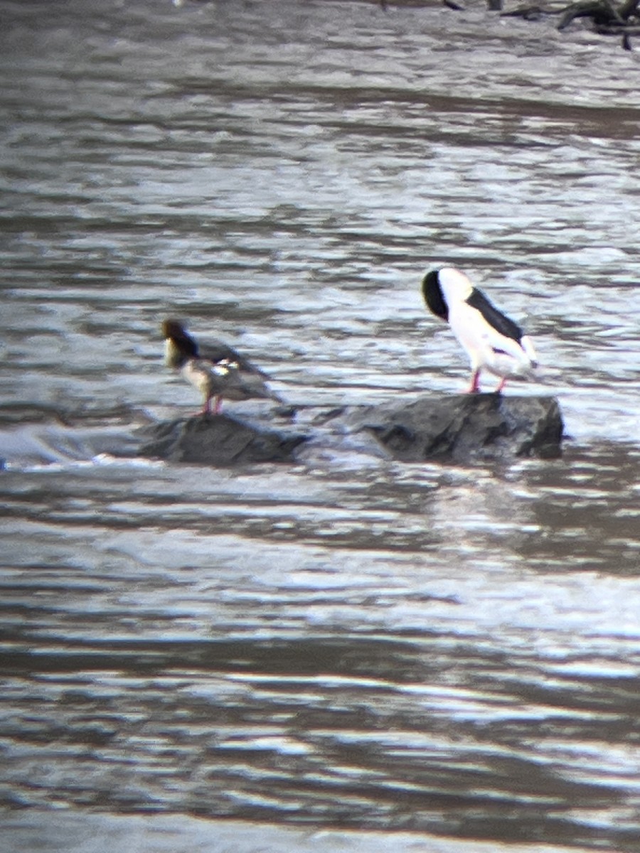 Common Merganser - ML630055307