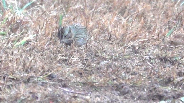 ヒメウタスズメ - ML630055521