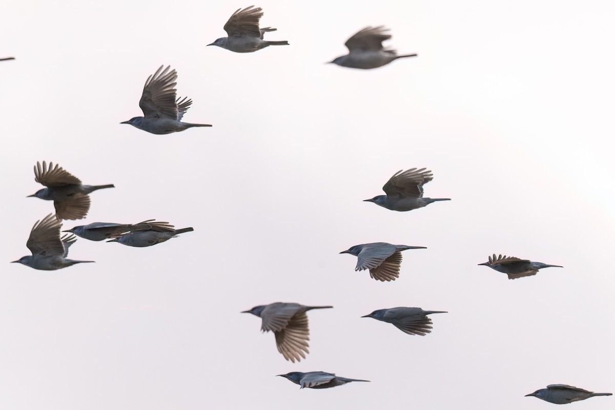 Pinyon Jay - ML630055625