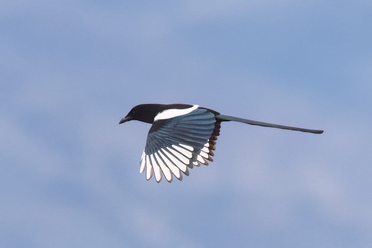 Black-billed Magpie - ML630055641