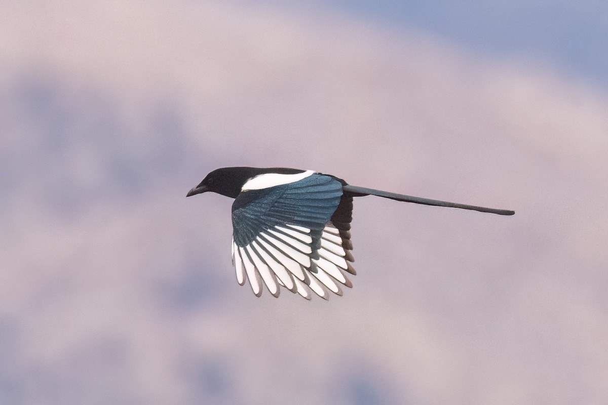 Black-billed Magpie - ML630055642
