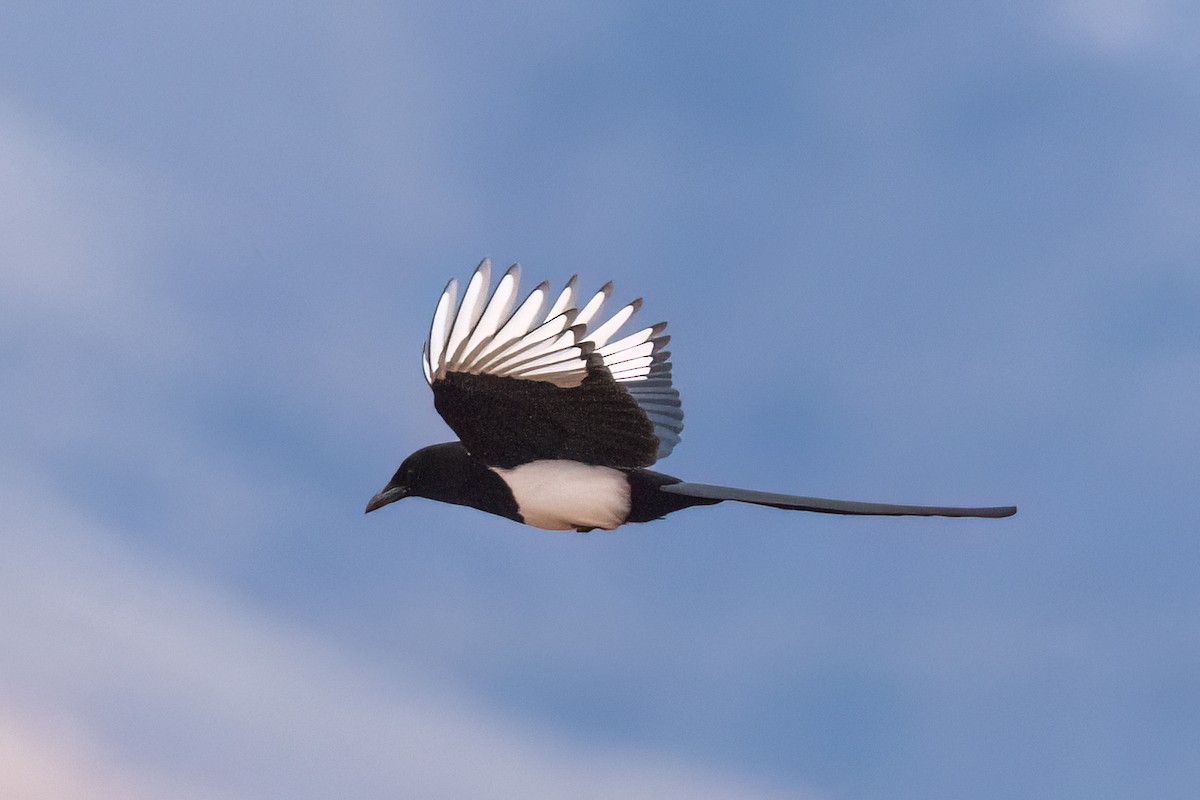 Black-billed Magpie - ML630055643