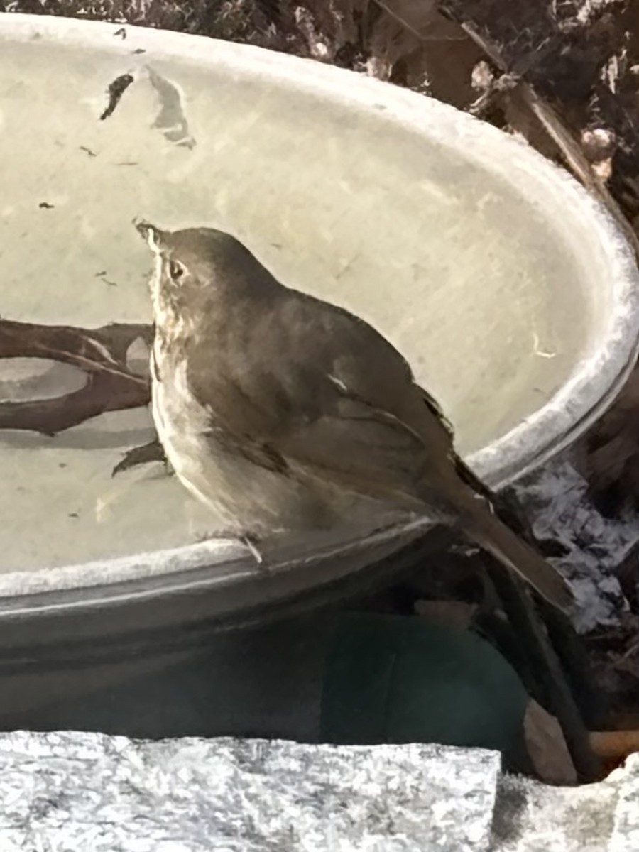Hermit Thrush - ML630055877