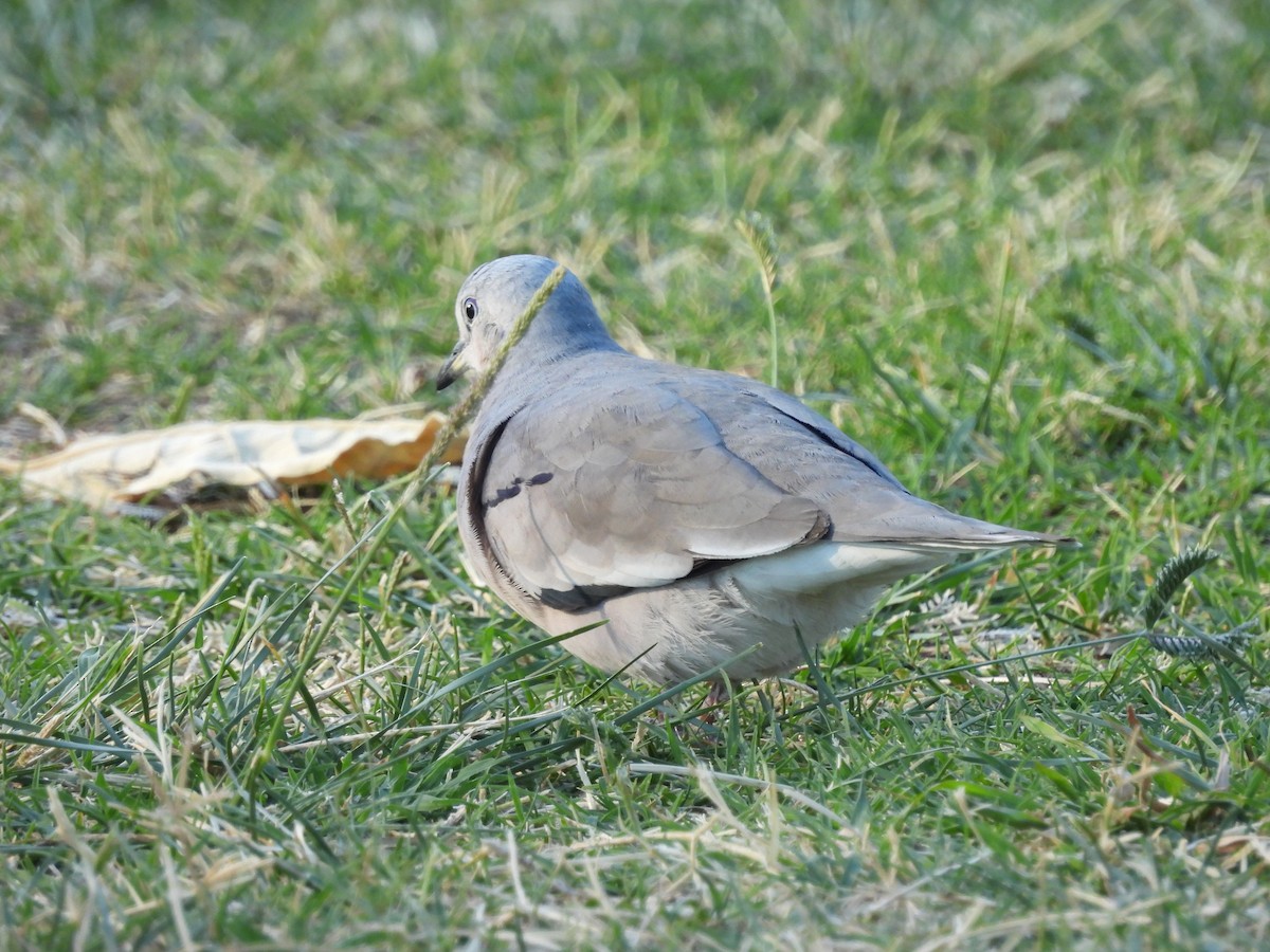 Picui Ground Dove - ML630056011