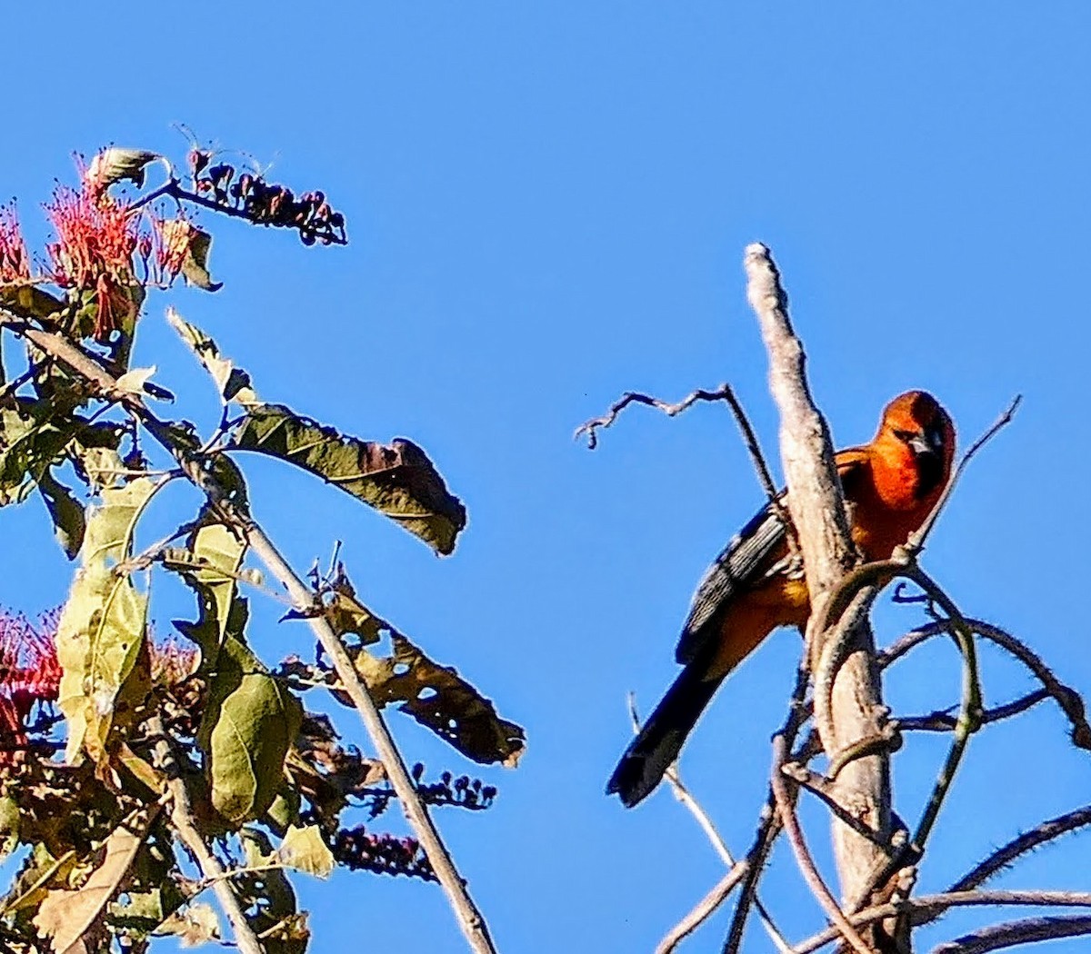 Streak-backed Oriole - Sheila Skay