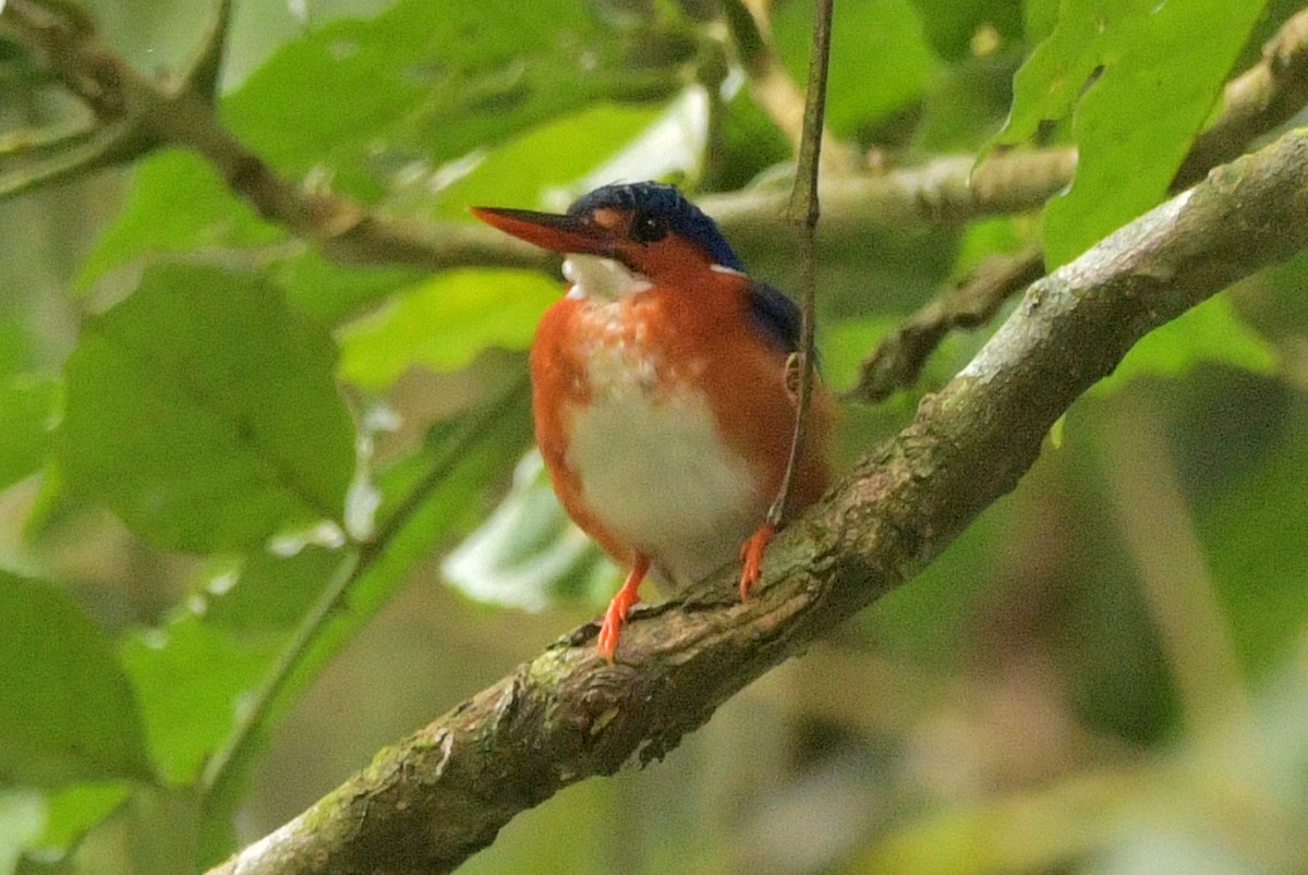 White-bellied Kingfisher - ML630056239