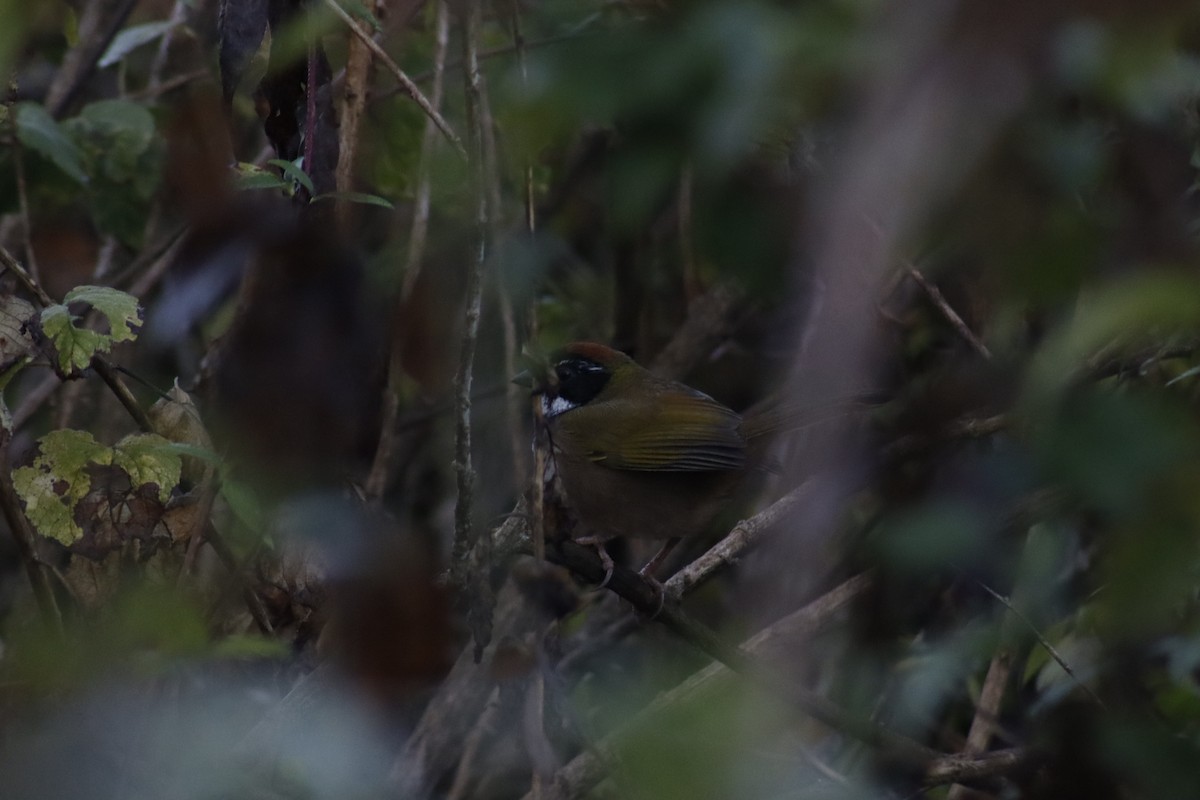 Collared Towhee - ML630056241