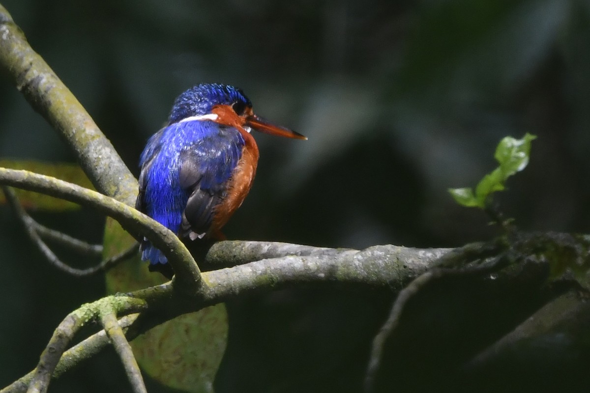 White-bellied Kingfisher - ML630056250