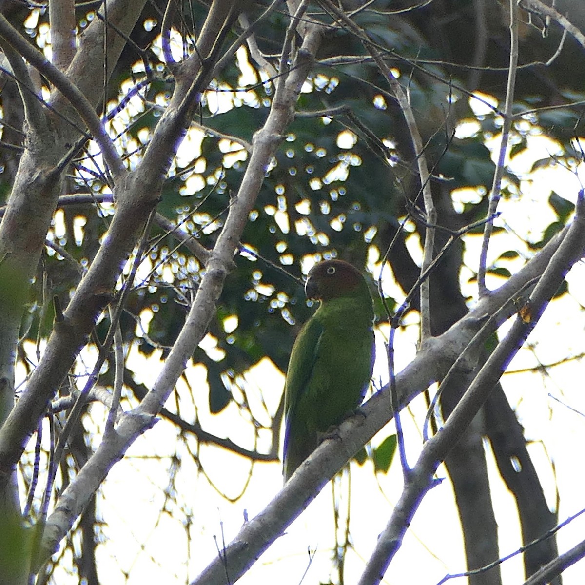 Red-cheeked Parrot - ML630056364