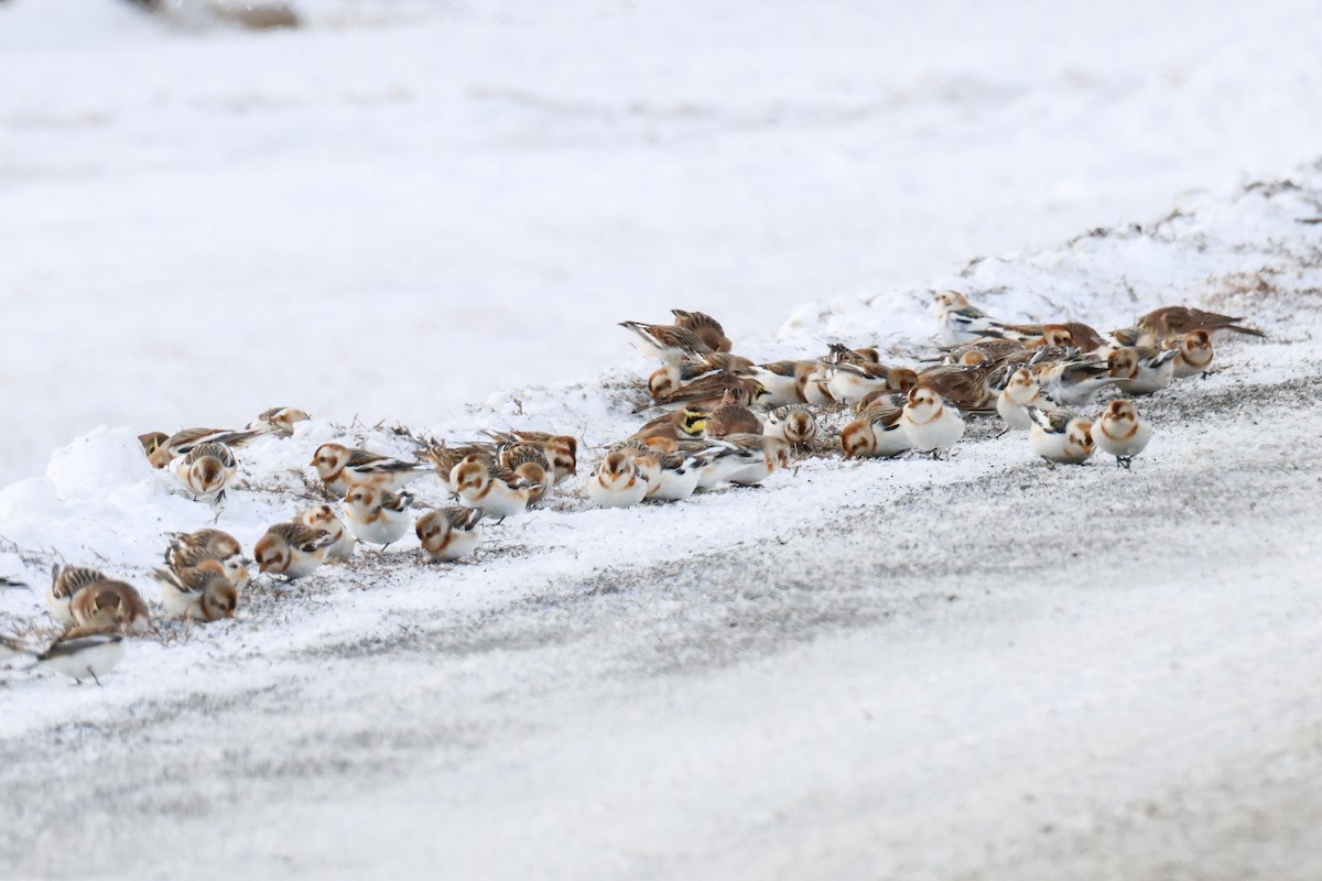 Цасч хөмрөг - ML630056479