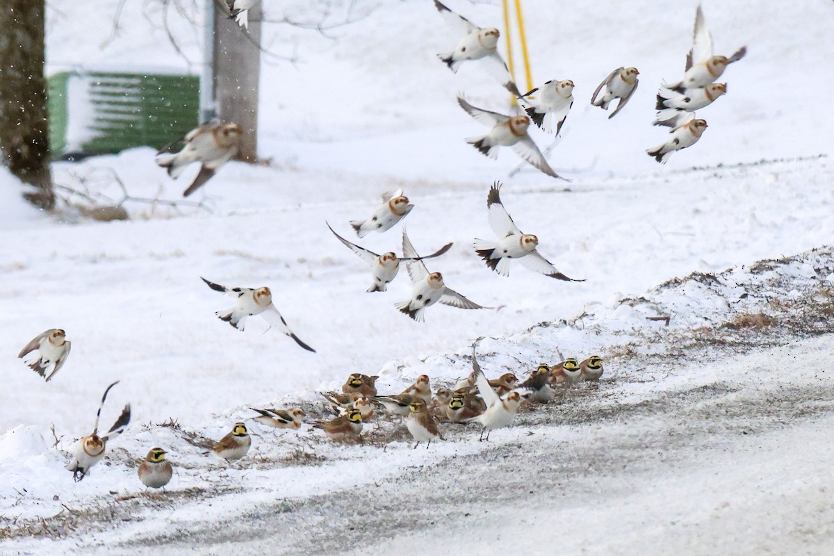 Эвэрт болжмор - ML630056484