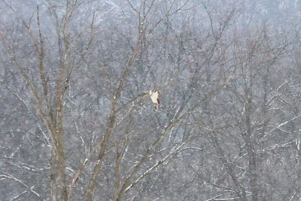Red-tailed Hawk - ML630056645