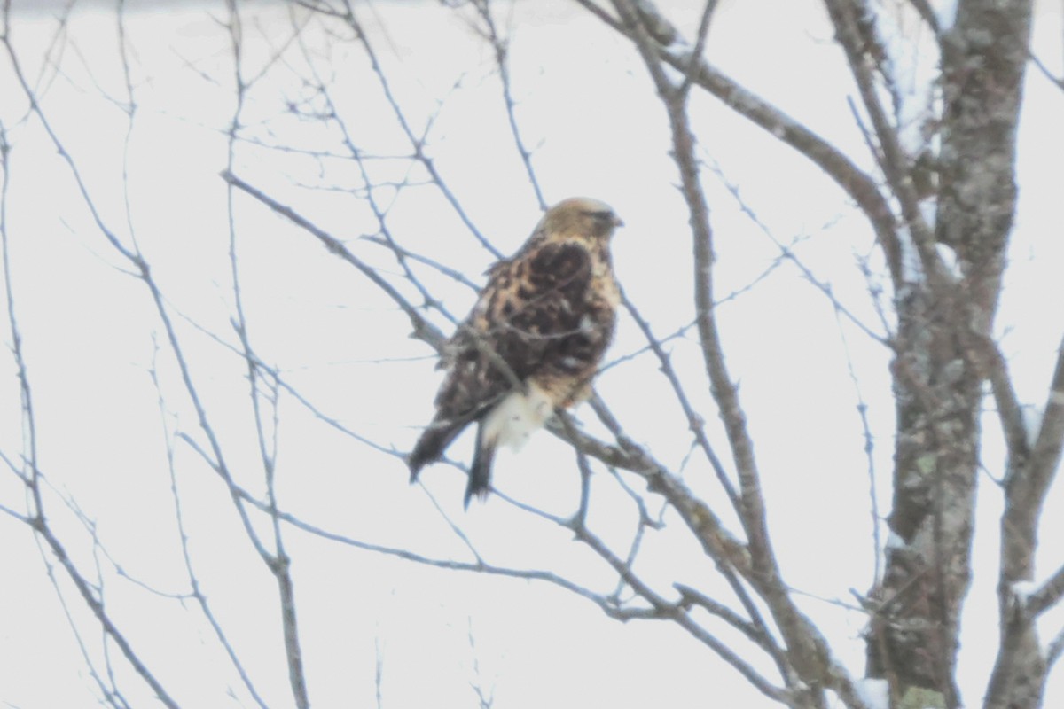 Тарлан сар - ML630056662