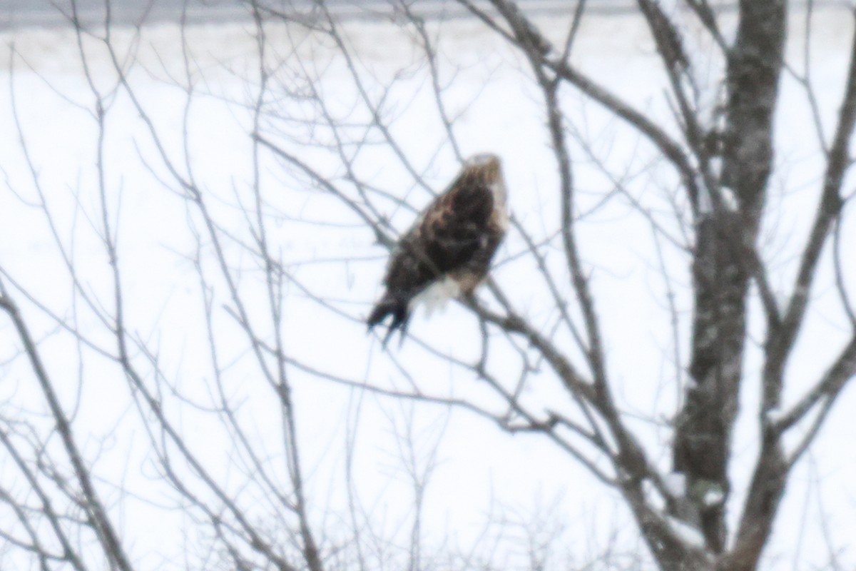 Тарлан сар - ML630056663