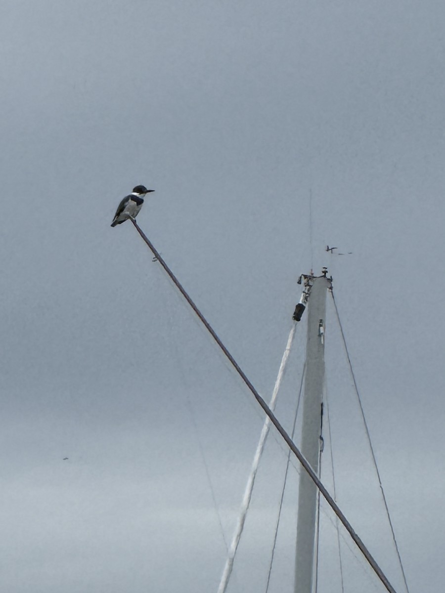 Belted Kingfisher - ML630057196