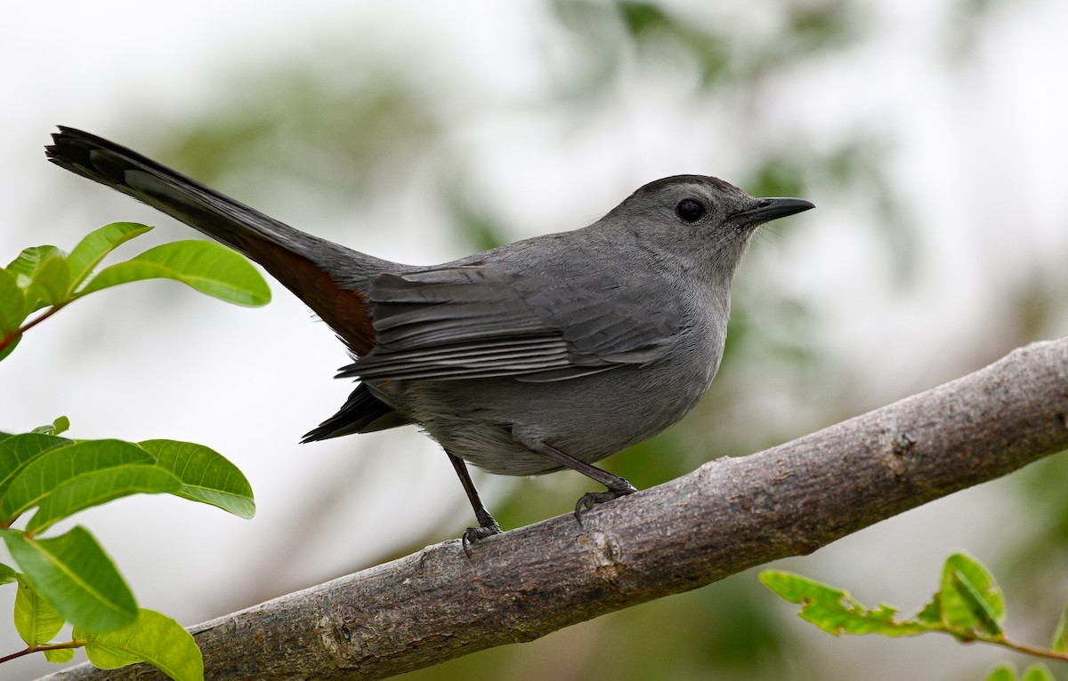 Gray Catbird - ML630057221
