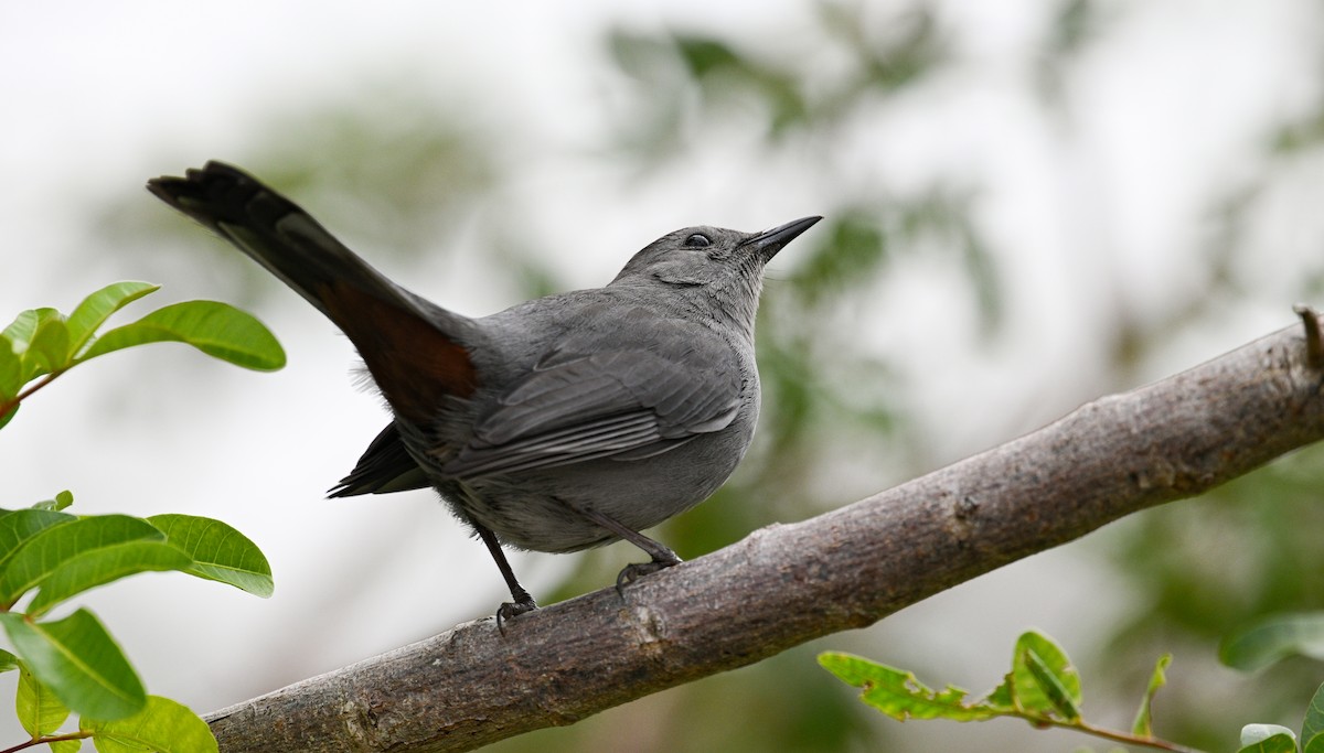 Gray Catbird - ML630057222