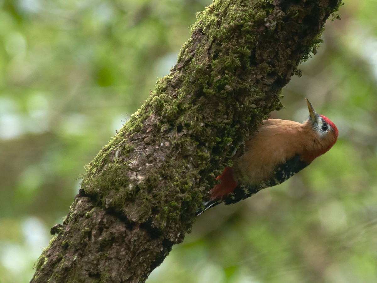Rufous-bellied Woodpecker - ML630057237