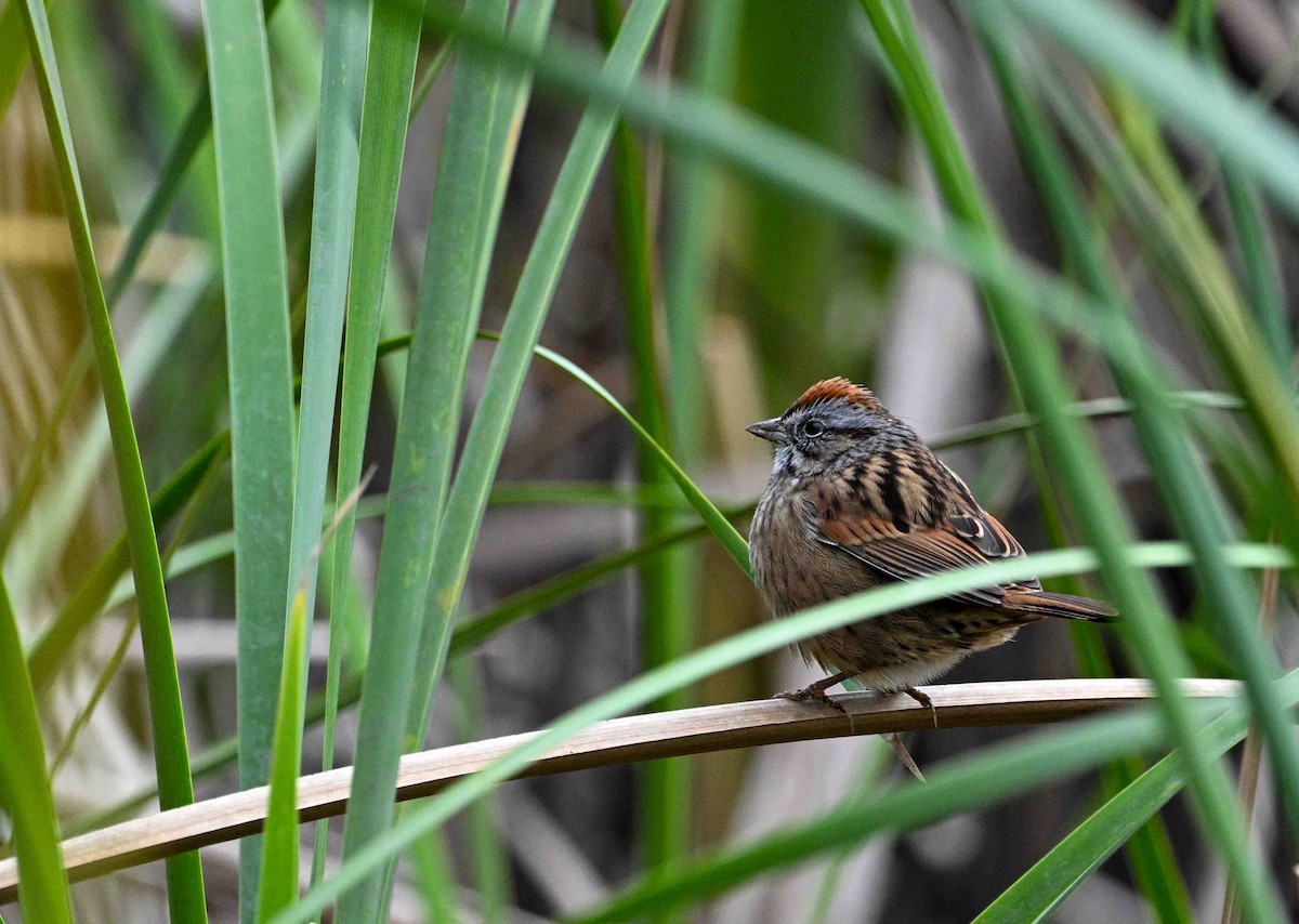 Swamp Sparrow - ML630057250