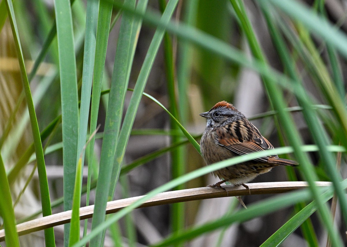 Swamp Sparrow - ML630057251