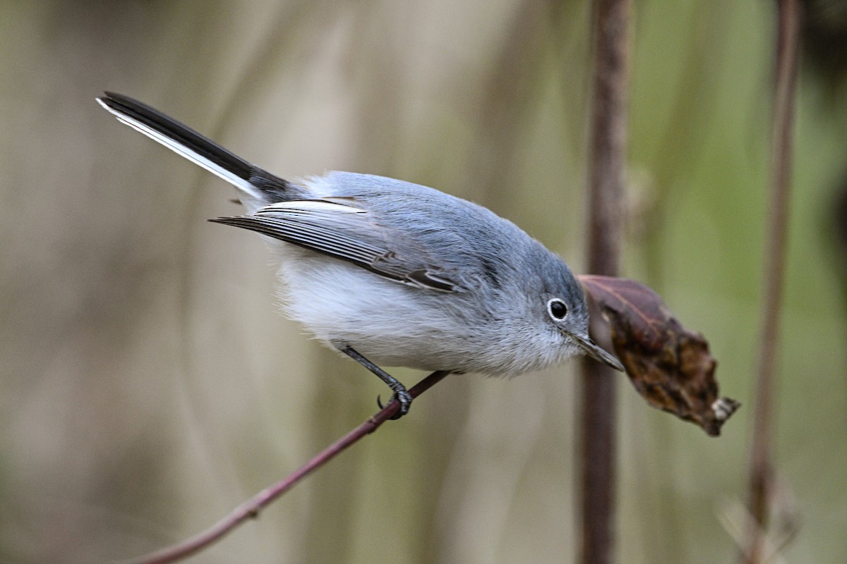 Blue-gray Gnatcatcher - ML630057292