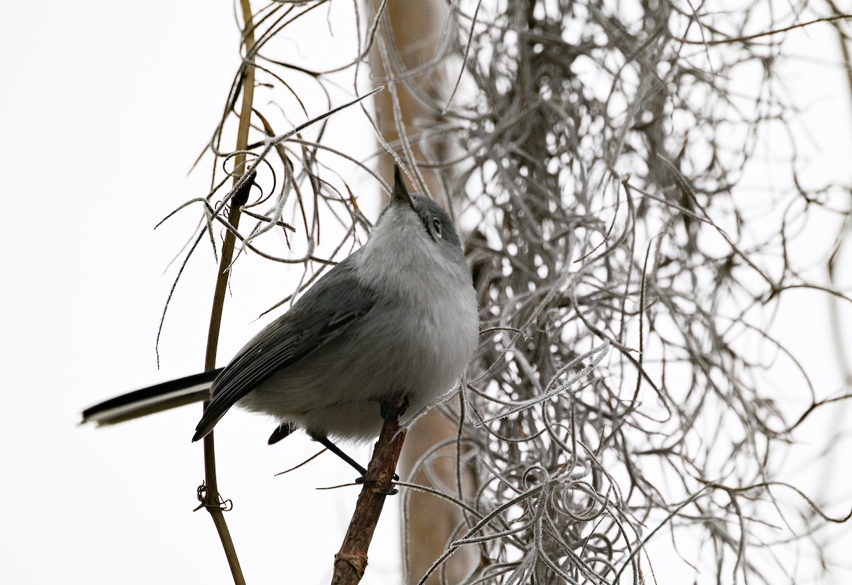 Blue-gray Gnatcatcher - ML630057298