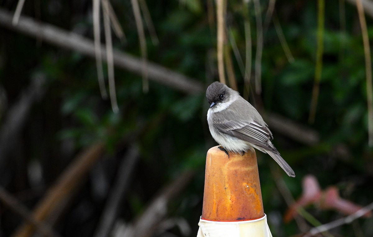 Eastern Phoebe - ML630057321