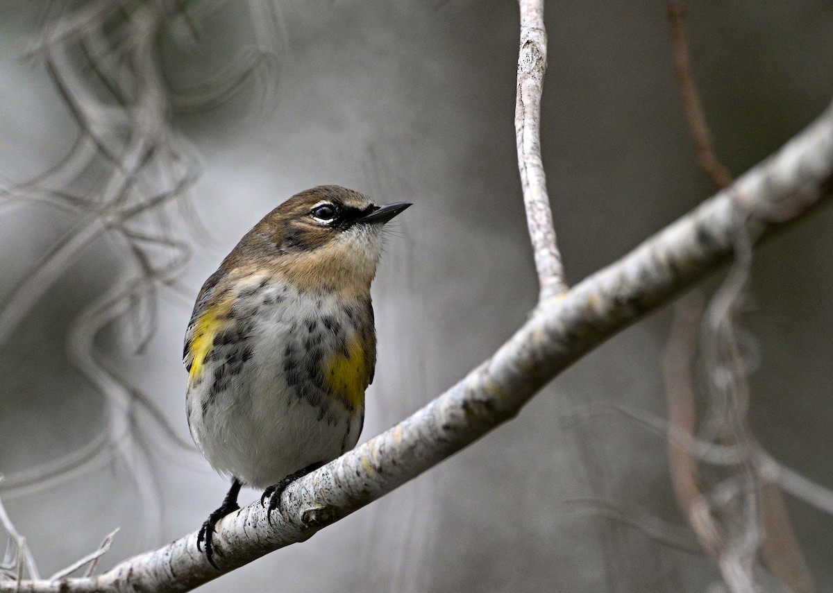Yellow-rumped Warbler (Myrtle) - ML630057346