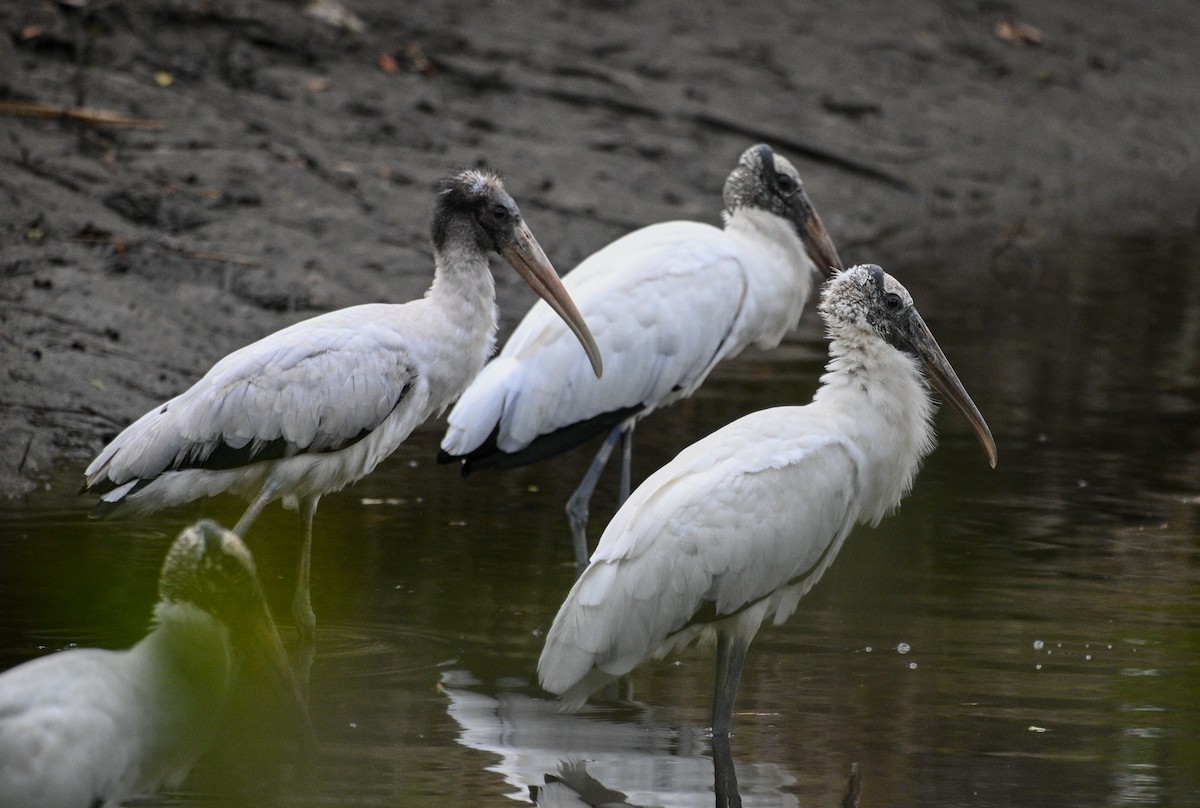 Wood Stork - ML630057405